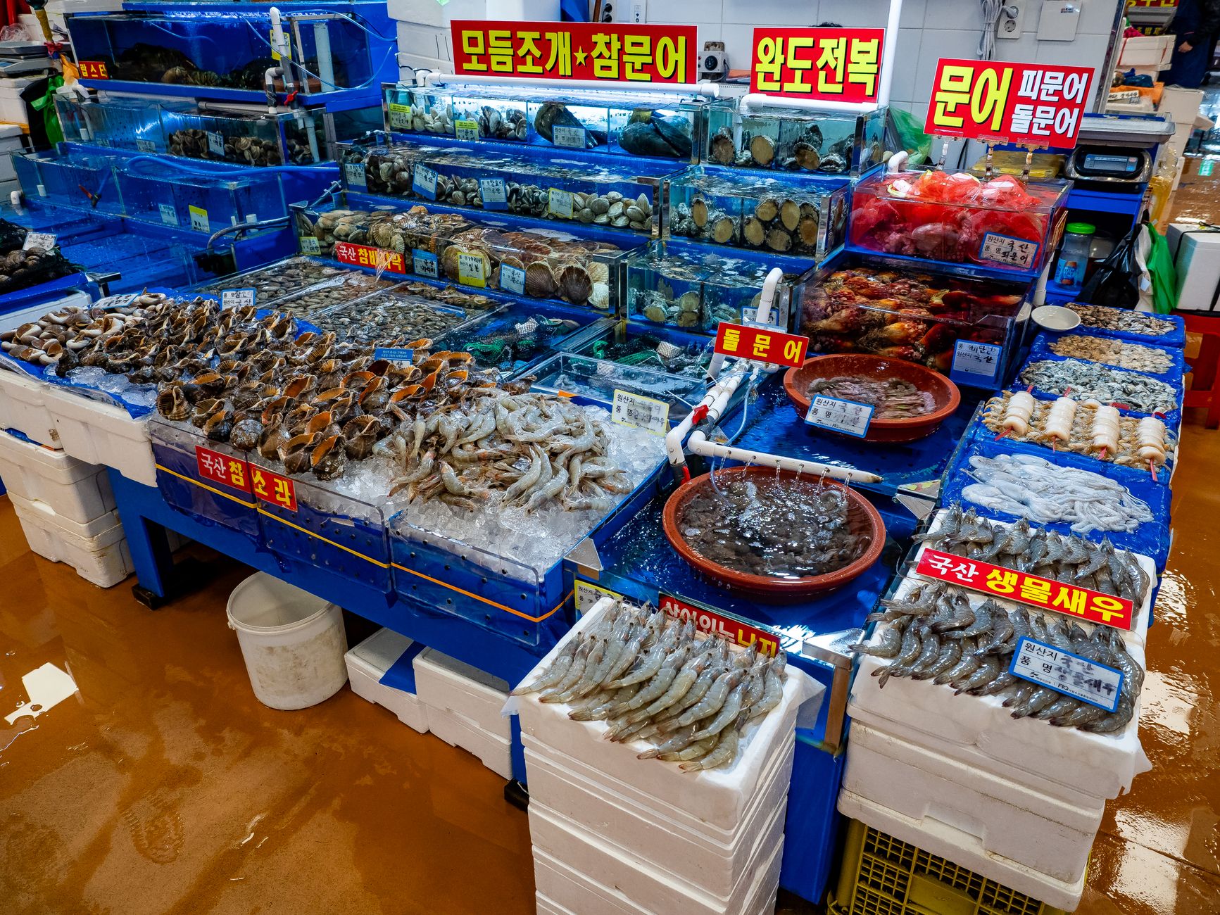 당면순대와 찹쌀순대, 지역 순대, 오징어순대를 함께 놓은 비교 장면